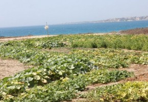  Beach front Land Kissonerga Potima Bay