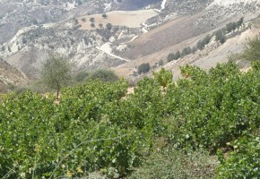 Detached Villa For Sale  in  Tala