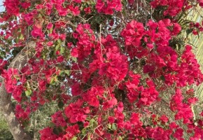 Detached Villa For Sale  in  Peyia