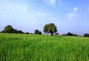 Residential Land  For Sale in Tremithousa, Paphos - SL13576