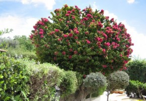 4 Bedroom Villa + 1 Bedroom Apartment  in Tala, Paphos